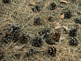 Igly sosnowe © M. G. Koperkiewicz