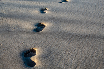 Fototapeta na wymiar footprints on the beach in south africa