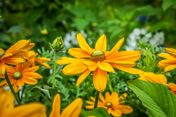 Yellow flowers Rudbeckia Irish Eyes. Echinacea. Superb, magnificent  large golden flowers with a green heart.