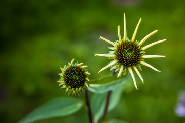  Opening bud pink Echinacea flowers in the garden. Herbal plant. Echinacea purpurea. The opening of the bud of pink Echinacea in the garden. Blurred green background. Medical plant.