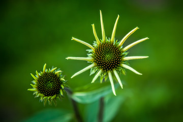  Opening bud pink Echinacea flowers in the garden. Herbal plant. Echinacea purpurea. Blurred green background. Medical plant.
