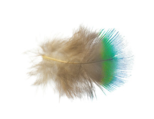 Beautiful blue peacock feather isolated on white background