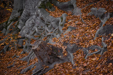 autumn fallen leaf tree evening forest lake
