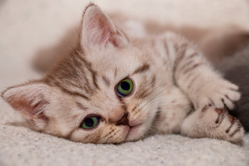 british tabby kitten lying looking at the camera