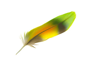 feather on white background