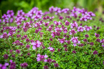 Blooming breckland thyme (Thymus serpyllum). Close-up of pink flowers of wild thyme on stone as a background. Thyme ground cover plant for rock garden.