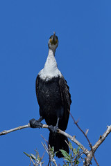 White-breasted cormorant (Phalacrocorax lucidus)