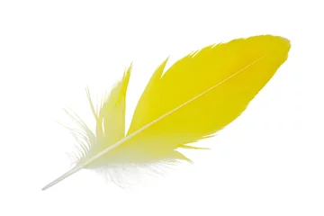 Tableaux sur verre Plumes Beautiful parrot lovebird yellow feather isolated on white background