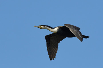 Fototapeta na wymiar White-breasted cormorant (Phalacrocorax lucidus)