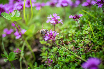 Blooming wild thyme (Thymus serpyllum) with bee. A dense group of purple flowers of this aromatic herb in the family Lamiaceae