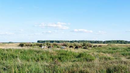 Fototapeta na wymiar Horses graze in the vast meadows and fields. Sunny day. Summer.