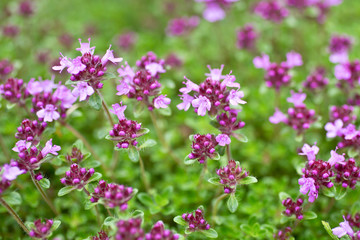 Blooming thyme (Thymus serpyllum). Close-up of pink flowers of wild thyme on stone as a background. Thyme ground cover plant for rock garden.