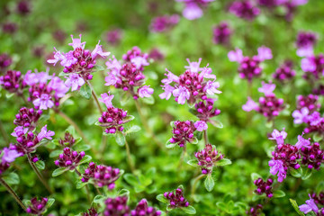 Blooming thyme (Thymus serpyllum). Close-up of pink flowers of wild thyme on stone as a background....