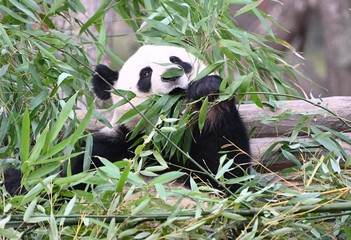 panda bear eats bamboo