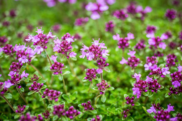 Blooming thyme (Thymus serpyllum). Close-up of pink flowers of wild thyme on stone as a background. Thyme ground cover plant for rock garden.