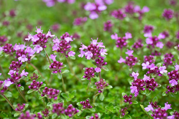 Blooming thyme (Thymus serpyllum). Close-up of pink flowers of wild thyme on stone as a background. Thyme ground cover plant for rock garden.