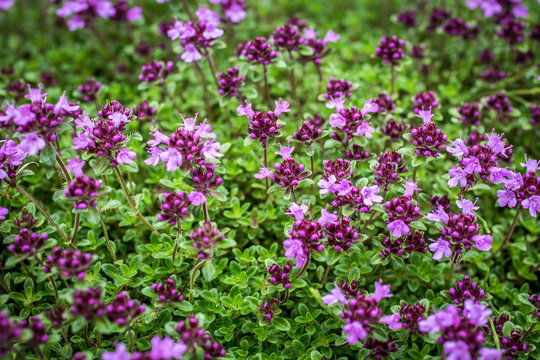 Blooming thyme (Thymus serpyllum). Close-up of pink flowers of wild thyme on stone as a background. Thyme ground cover plant for rock garden.