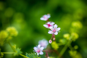Heuchera. Slender stems of tiny flowers. Saxifragaceae family. Close up. Macro/