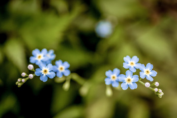 Forget-me-not flower macro with bright green leaves. Myosotis sylvatica. Little blue flowers on a green blurred background. Blooming flowers nature background.