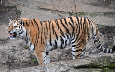 a tiger defends its territory