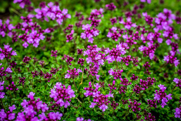 Obraz na płótnie Canvas Blooming thyme (Thymus serpyllum). Close-up of pink flowers of wild thyme on stone as a background. Thyme ground cover plant for rock garden.