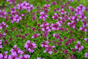 Blooming thyme (Thymus serpyllum). Close-up of pink flowers of wild thyme on stone as a background. Thyme ground cover plant for rock garden.