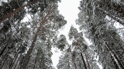 The winter forest. Road in the woods in winter.