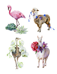 Funny watercolor of brown alpaca and cute cartoon llama with purple pasque-flower and pink peony illustration. Cute ostrich with white orchid hand-drawn illustration. Pink flamingo with succulents.