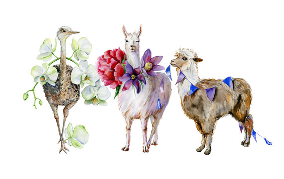 Funny watercolor of brown alpaca with blue small flags decoration and cute cartoon llama with purple pasque-flower and pink peony illustration. Cute ostrich with white orchid hand-drawn illustration.