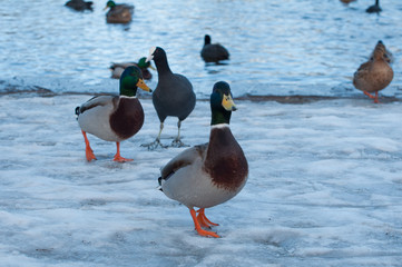 Ducks on frozen winter lake