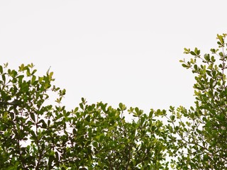 Interior design tiny leaf against white background 