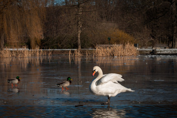 Swan in frozen winter lake