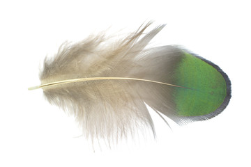 Beautiful parrot lovebird peacock green feather isolated on white background