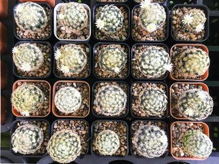 Top view of cactus tree background for create your text, Beautiful green cactus tree on small pot for nature background, small tree pot row on ground, colorful cactus, small leaves tree