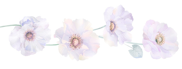 Elegant watercolor roses and peony flowers © yang