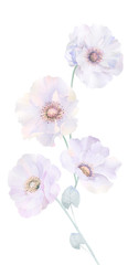 Fototapeta na wymiar Elegant watercolor roses and peony flowers