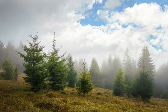 pine forest on hillside in autumn fog.  trees on a meadow with weathered grass. dramatic nature scenery with gorgeous cloudy sky