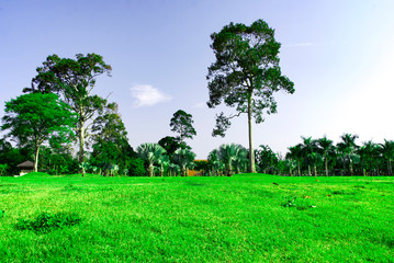 Large green tree on green grass field in park, Beautiful big green tree with flare light sky in the morning, Nature landscape, Green leaves of rain forest with flare light sunrise, nature background