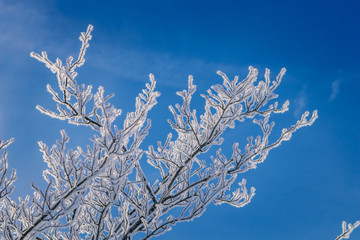 Frozen, frosted branches of a tree covered with rime ice, against the blue sky, fresh winter nature concept