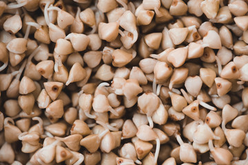 Buckwheat sprouts germination closeup. Healthy nutrition.