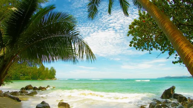 The shore of a tropical beach with palm trees