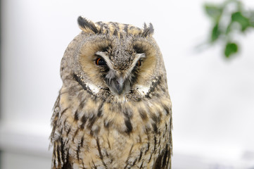 Naklejka premium owl fowl