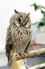 owl fowl