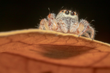 Light brown orange hair jumping spider sitting on an orange curved leaf, big eyes and looking at the the right side, oblivious of camera, almost full body shot