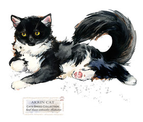 Akrin cat. watercolor home pet illustration. Cats breeds series. domestic animal. 