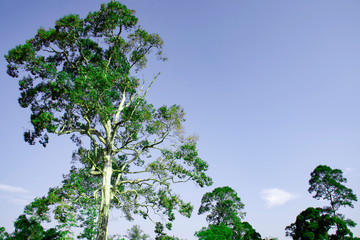 Top view of green tree with clear blue sky with copy space for create your text, Background of green leaves on top of tree, Rain forest in Thailand, Row of green tree background