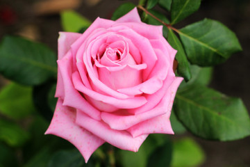 Large delicate pink rose.