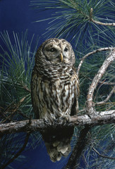 Barred Owl (Strix Varia)