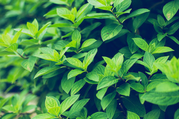 Texture of green leaves. Texture of leaves background toning.