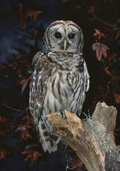 Barred Owl (Strix Varia)
